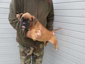 Male and Female Boxer Puppies For Sale